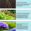 GrowEase - Langsame Freigabe Düngemitteltabletten für gesunde Pflanzen Blumen und Gartenwachstum