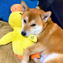 QuackJoy – Quietschendes Hundespielzeug in Entenform für interaktiven Spaß