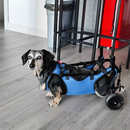 PawStride – Verstellbarer Assistenzrollstuhl für Hunde und Katzen