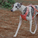 SnugPaw – Atmungsaktives Hundegeschirr mit wasserdichter Multifunktionsleine
